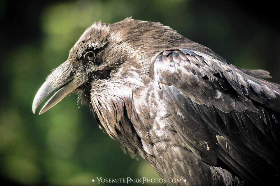 Ravens Photos - Yosemite Birding 