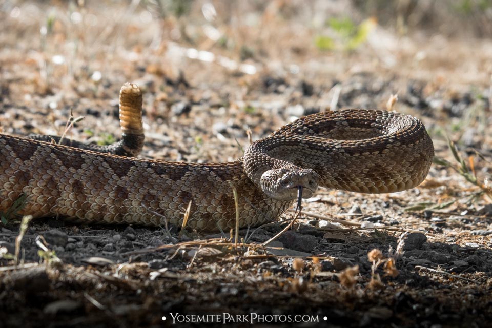 Northern Pacific Rattlesnake Photos | Yosemite Park Photos