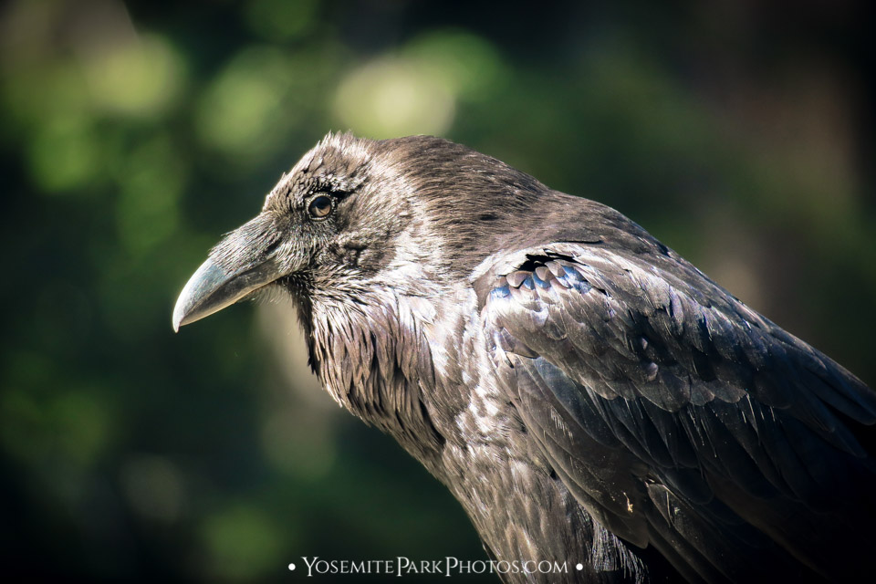 Ravens Photos - Yosemite Birding | Yosemite Park Photos